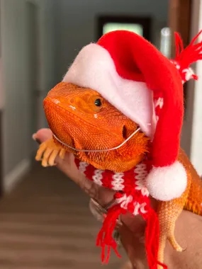 Santa Hat and Scarf