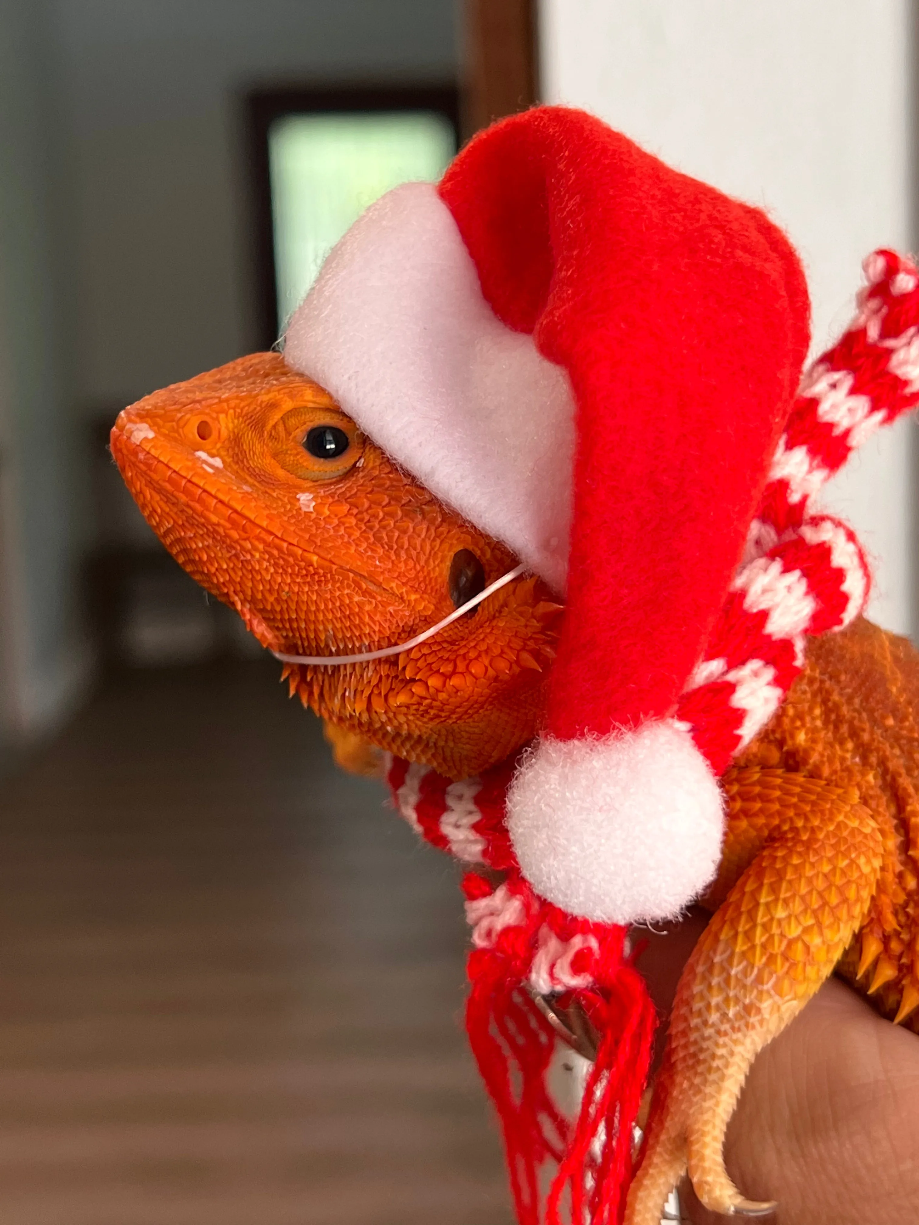 Santa Hat and Scarf